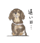 うちのわんこ。2019（個別スタンプ：22）