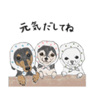 うちのわんこ。2019（個別スタンプ：29）