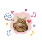 キジトラ猫のおいさんスタンプ（個別スタンプ：1）