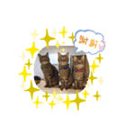 キジトラ猫のおいさんスタンプ（個別スタンプ：4）