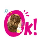 キジトラ猫のおいさんスタンプ（個別スタンプ：5）