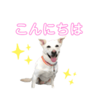 ランちゃんスタンプ★（個別スタンプ：1）
