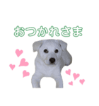 ランちゃんスタンプ★（個別スタンプ：3）