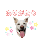 ランちゃんスタンプ★（個別スタンプ：4）