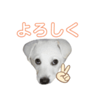 ランちゃんスタンプ★（個別スタンプ：5）