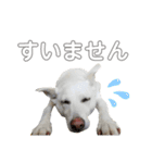 ランちゃんスタンプ★（個別スタンプ：6）