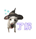 ランちゃんスタンプ★（個別スタンプ：8）