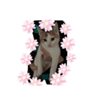 キャットシリーズ（個別スタンプ：1）