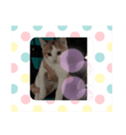 キャットシリーズ（個別スタンプ：2）