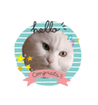 キャットシリーズ（個別スタンプ：4）