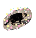 キャットシリーズ（個別スタンプ：5）
