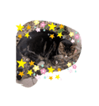 キャットシリーズ（個別スタンプ：6）