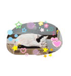 キャットシリーズ（個別スタンプ：8）