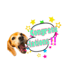 ビーグル犬の気持ち3（個別スタンプ：1）
