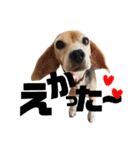 ビーグル犬の気持ち3（個別スタンプ：5）