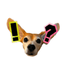 ビーグル犬の気持ち3（個別スタンプ：6）