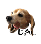 ビーグル犬の気持ち3（個別スタンプ：7）