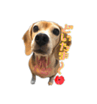 ビーグル犬の気持ち3（個別スタンプ：8）
