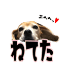 ビーグル犬の気持ち3（個別スタンプ：9）