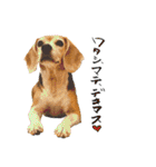 ビーグル犬の気持ち3（個別スタンプ：11）