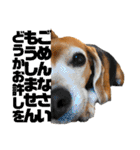 ビーグル犬の気持ち3（個別スタンプ：12）
