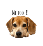 ビーグル犬の気持ち3（個別スタンプ：13）