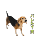 ビーグル犬の気持ち3（個別スタンプ：14）