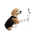 ビーグル犬の気持ち3（個別スタンプ：15）