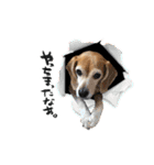 ビーグル犬の気持ち3（個別スタンプ：16）