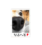 ビーグル犬の気持ち3（個別スタンプ：17）