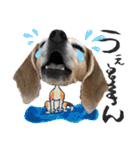 ビーグル犬の気持ち3（個別スタンプ：19）