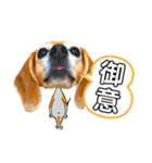 ビーグル犬の気持ち3（個別スタンプ：23）