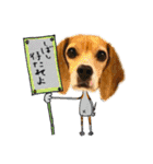 ビーグル犬の気持ち3（個別スタンプ：24）