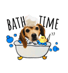 ビーグル犬の気持ち3（個別スタンプ：32）