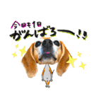 ビーグル犬の気持ち3（個別スタンプ：33）