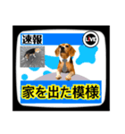 ビーグル犬の気持ち3（個別スタンプ：35）