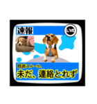 ビーグル犬の気持ち3（個別スタンプ：37）