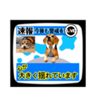 ビーグル犬の気持ち3（個別スタンプ：39）