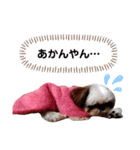 我が家のもじゃ 5（個別スタンプ：6）