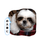 我が家のもじゃ 5（個別スタンプ：7）
