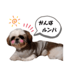 我が家のもじゃ 5（個別スタンプ：10）