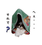 我が家のもじゃ 5（個別スタンプ：13）