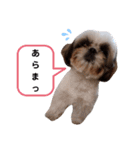 我が家のもじゃ 5（個別スタンプ：15）