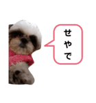 我が家のもじゃ 5（個別スタンプ：21）
