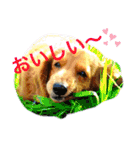 はっとり家のわんこ▼・ω・▼（個別スタンプ：1）