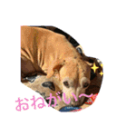 はっとり家のわんこ▼・ω・▼（個別スタンプ：4）