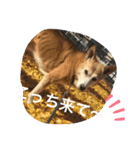 はっとり家のわんこ▼・ω・▼（個別スタンプ：5）