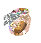 はっとり家のわんこ▼・ω・▼（個別スタンプ：7）
