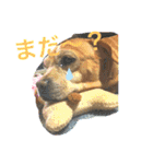 はっとり家のわんこ▼・ω・▼（個別スタンプ：9）