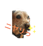 はっとり家のわんこ▼・ω・▼（個別スタンプ：13）